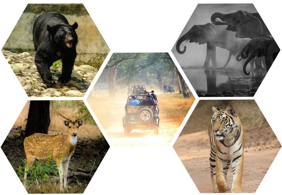 mp jungle safari online booking